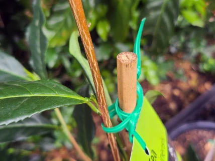 Bio Twist Ties