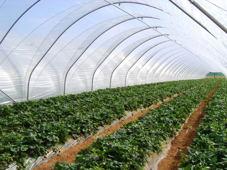 Elite Tunnels with produce