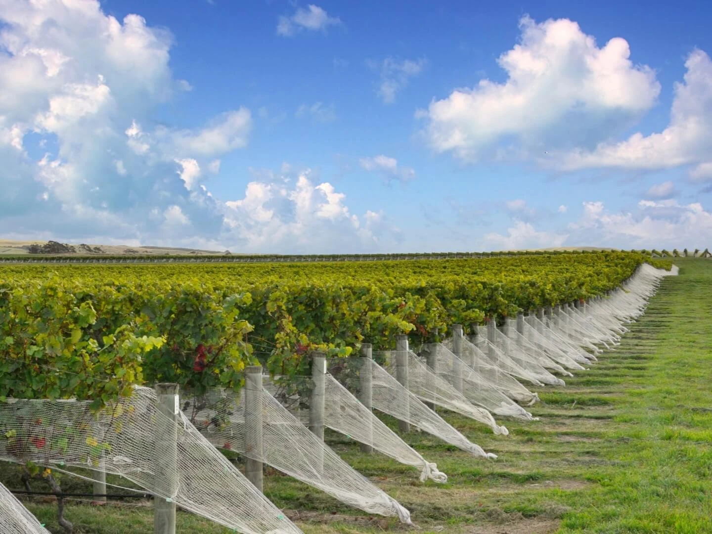 Empack Side Netting for Vineyards