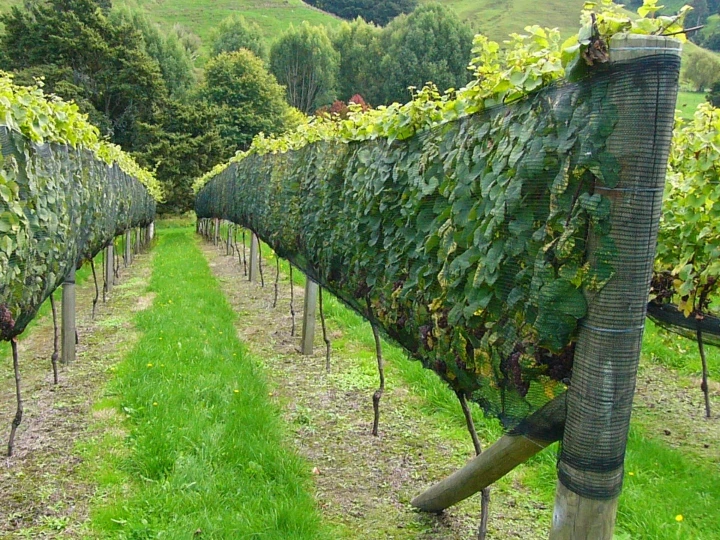 Empak Vineyard Side Row Netting