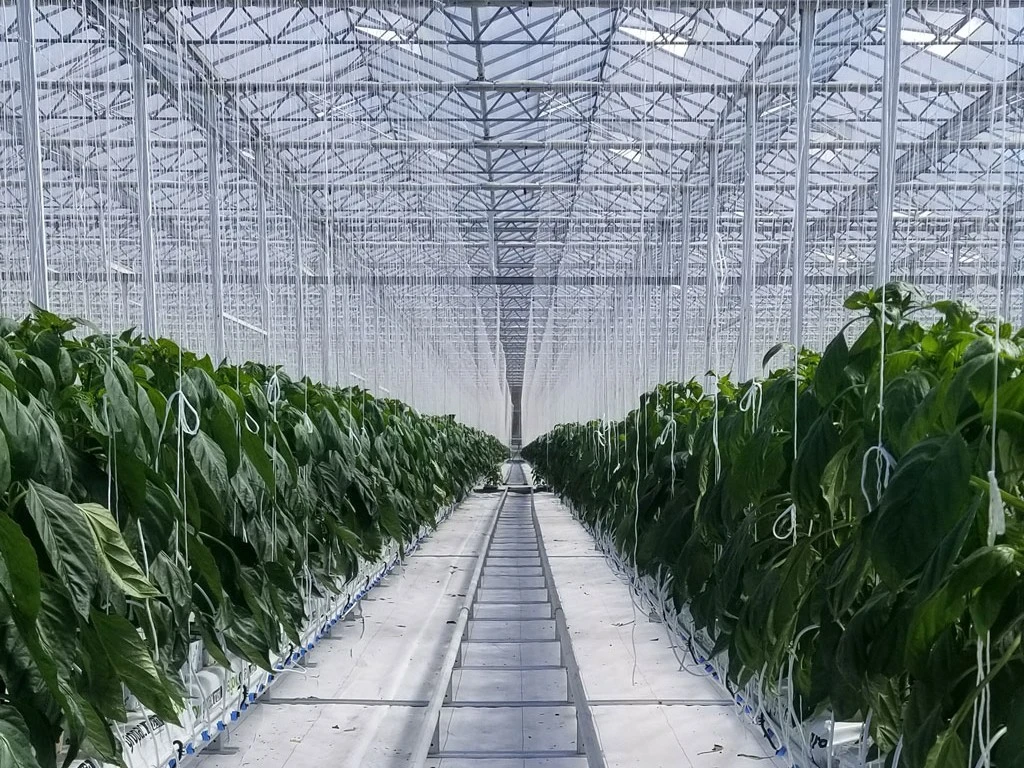 Greenhouse Twine By Earthtwine