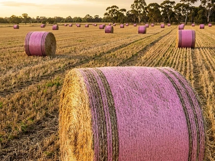 Pink Hay Bale Wrap Pink Campaign