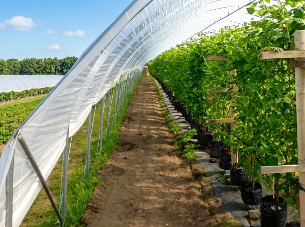 Close up of Enviro Tunnels with corps growing inside