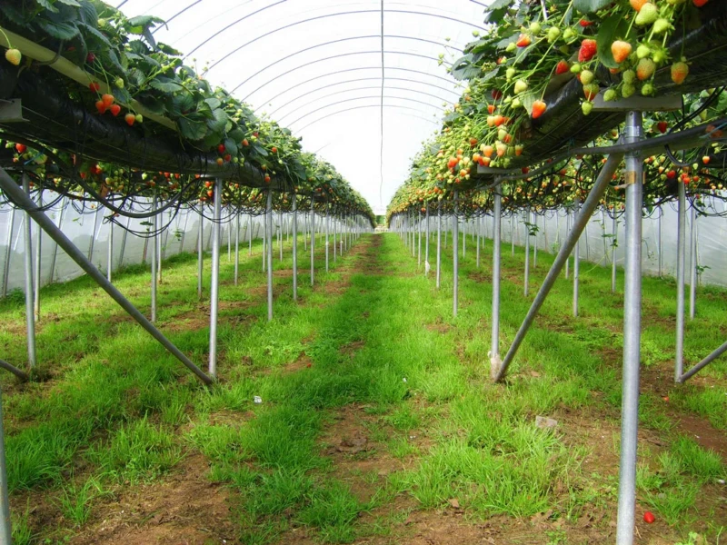 Strawberries on a table top growing systems