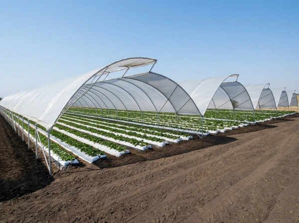 Large top vent tunnels with crops growing inside