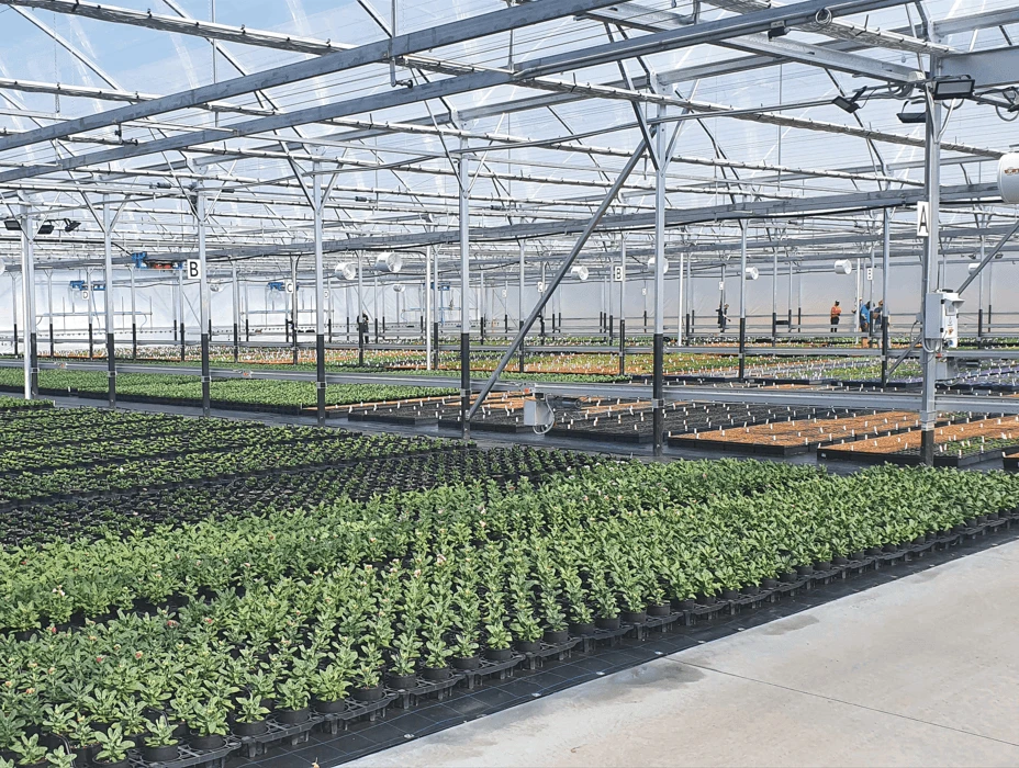Indoor greenhouse with workers in the back ground