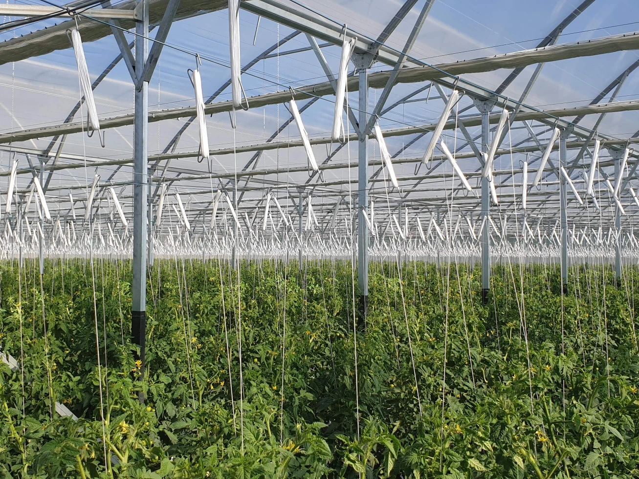 Redpath Greenhouse Twine