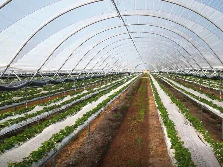 Large greenhouse with protection film over growing produce